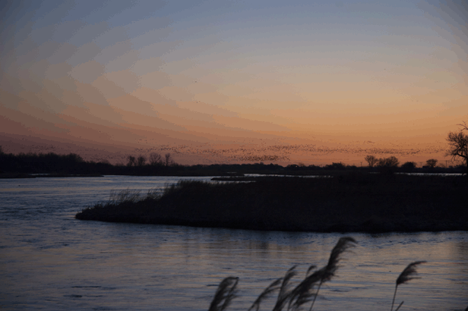 sandhill cranes platte river