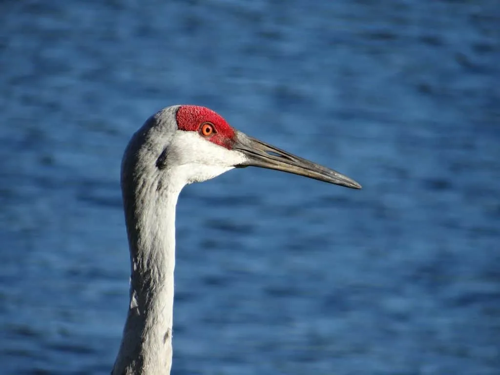 sandhill crane 1170230 1920