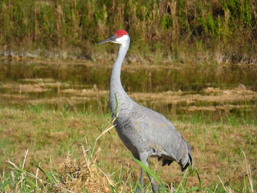 sandhill cranes nebraska migration