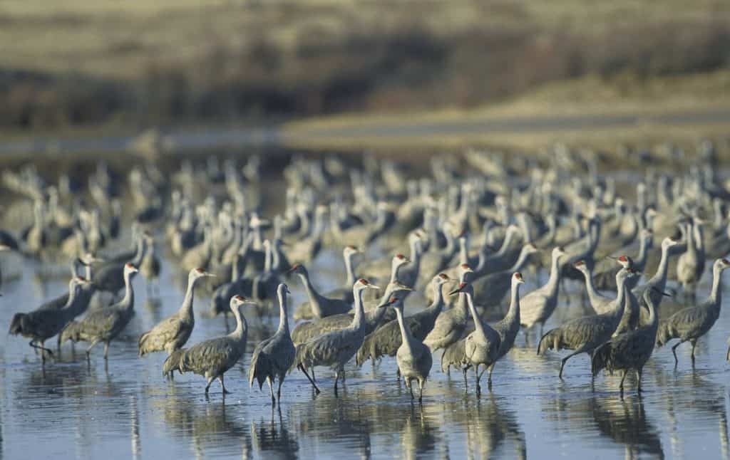 sandhill crane migration nebraska