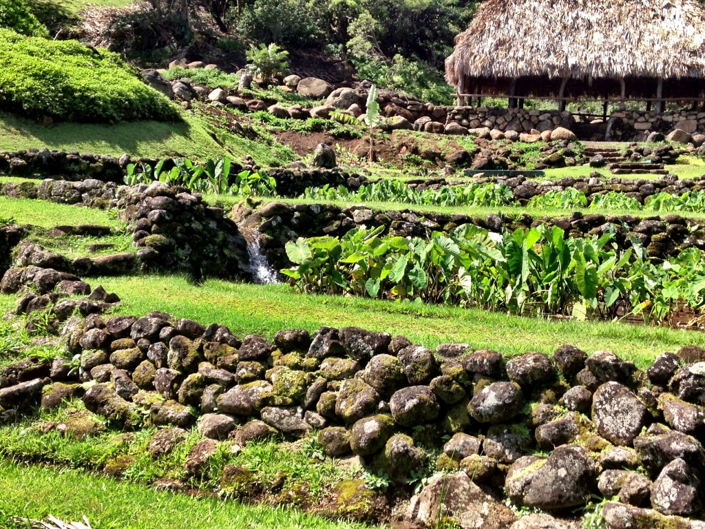 Taro cultivation in ahupua'a