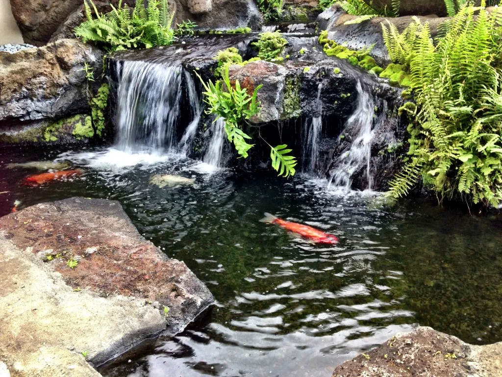 waterfall koi nanea westin princeville