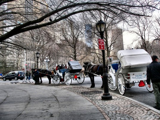 carriage rides