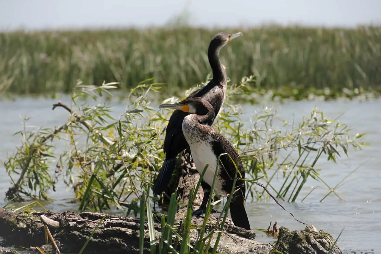 danube delta birds