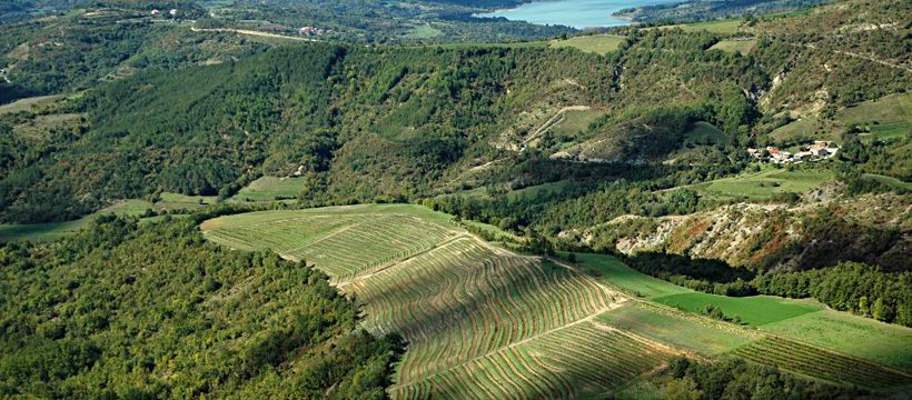 Matosevic vineyard in Istria,