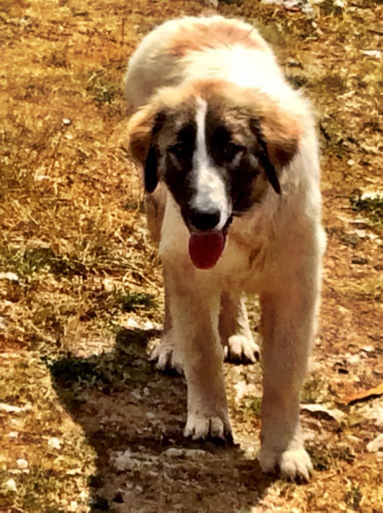 Bosnian Sheepdog