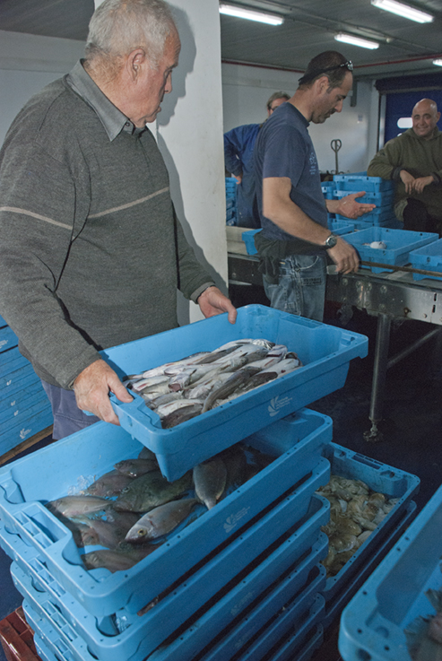 Palamos Fish Auction Unloading Fish 2 LR