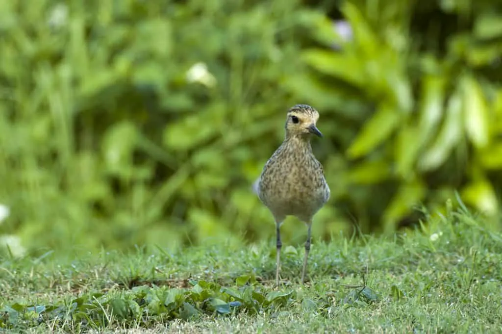 Pacific Golden Plover Pluvialis fulva