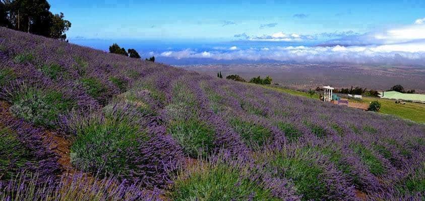 Alii Kula Lavender Farm