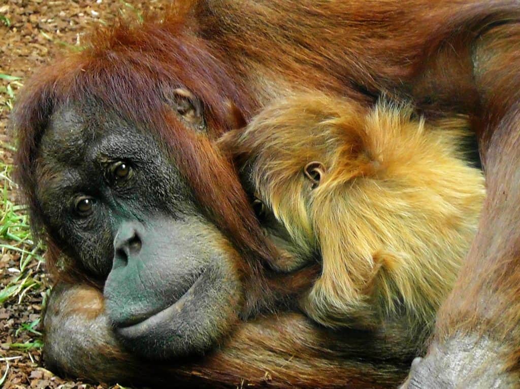 orangutan 498533 1920