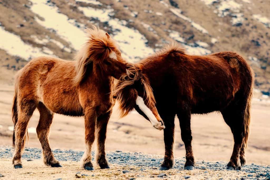 icelandic horse