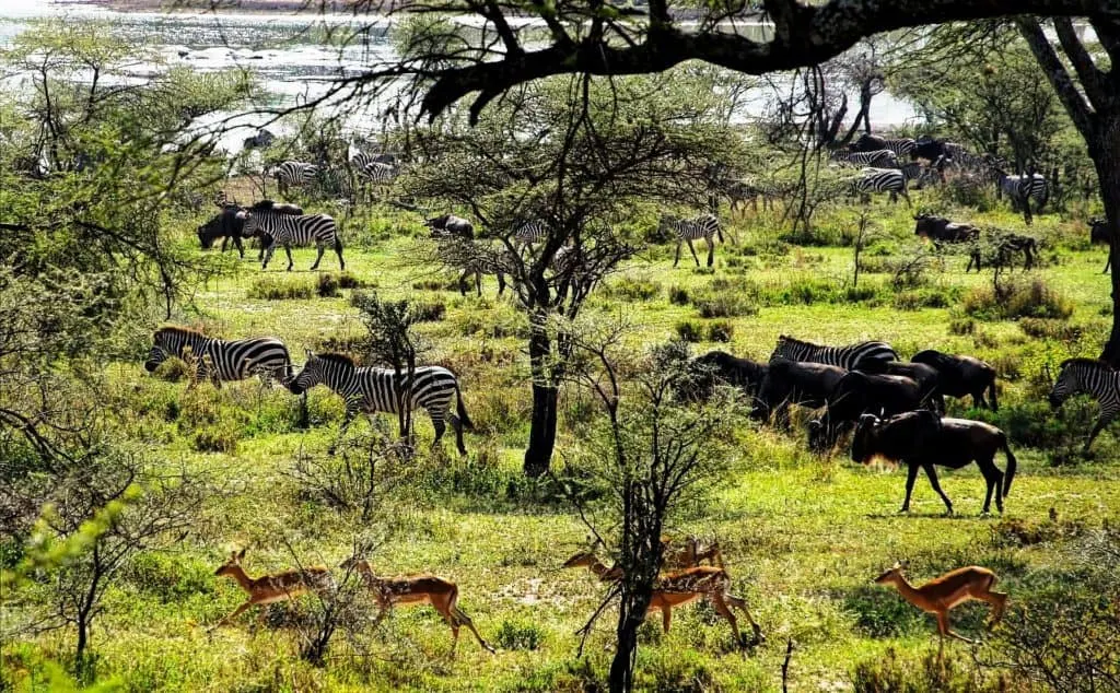 tanzania migration