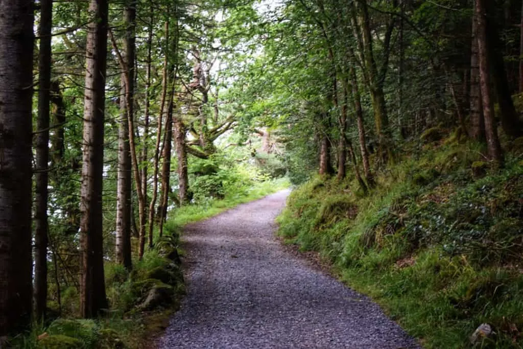 walks in sligo: slish wood