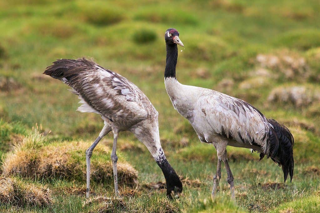 1024px Black Necked Crane 167276259