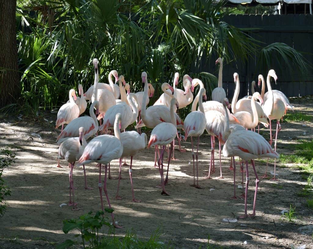 flamingos 2309992 1280