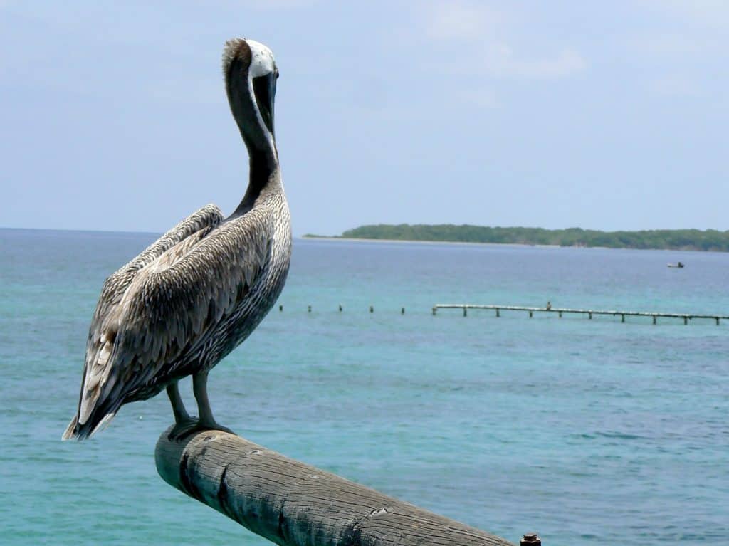 cartagena colombia tours - bird sanctuary