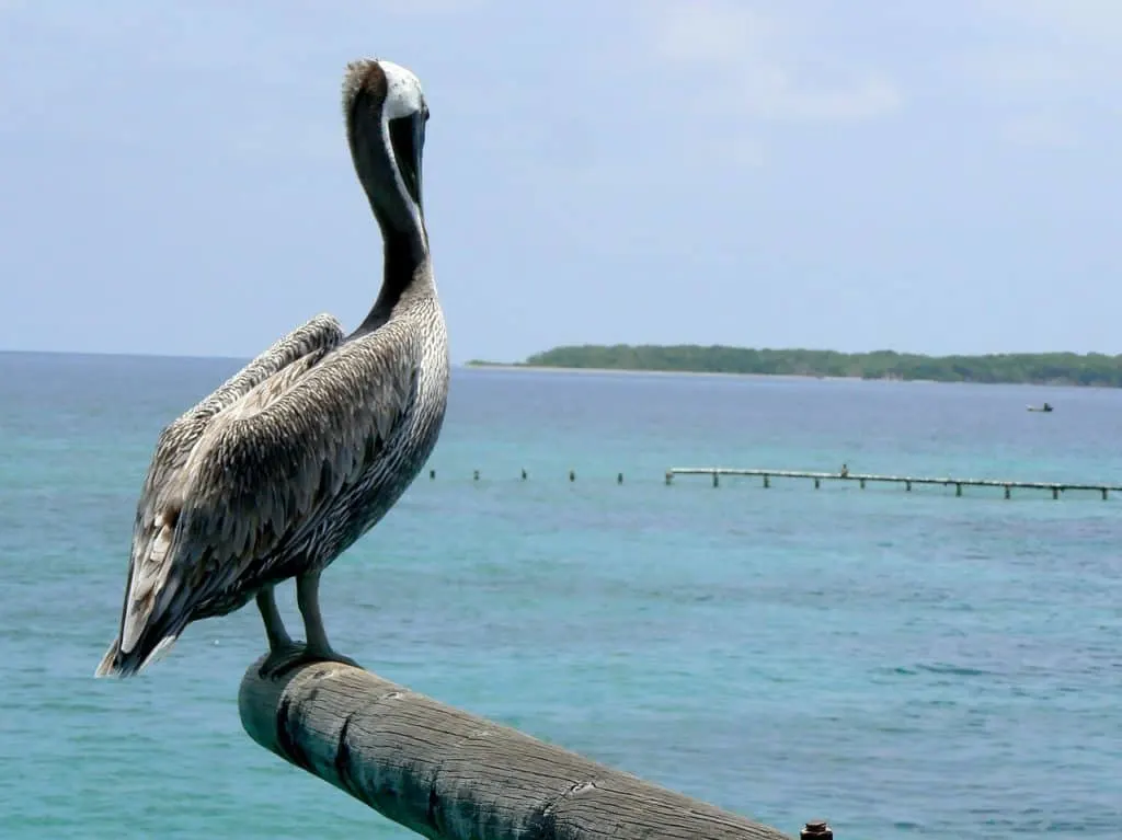 cartagena colombia tours - bird sanctuary