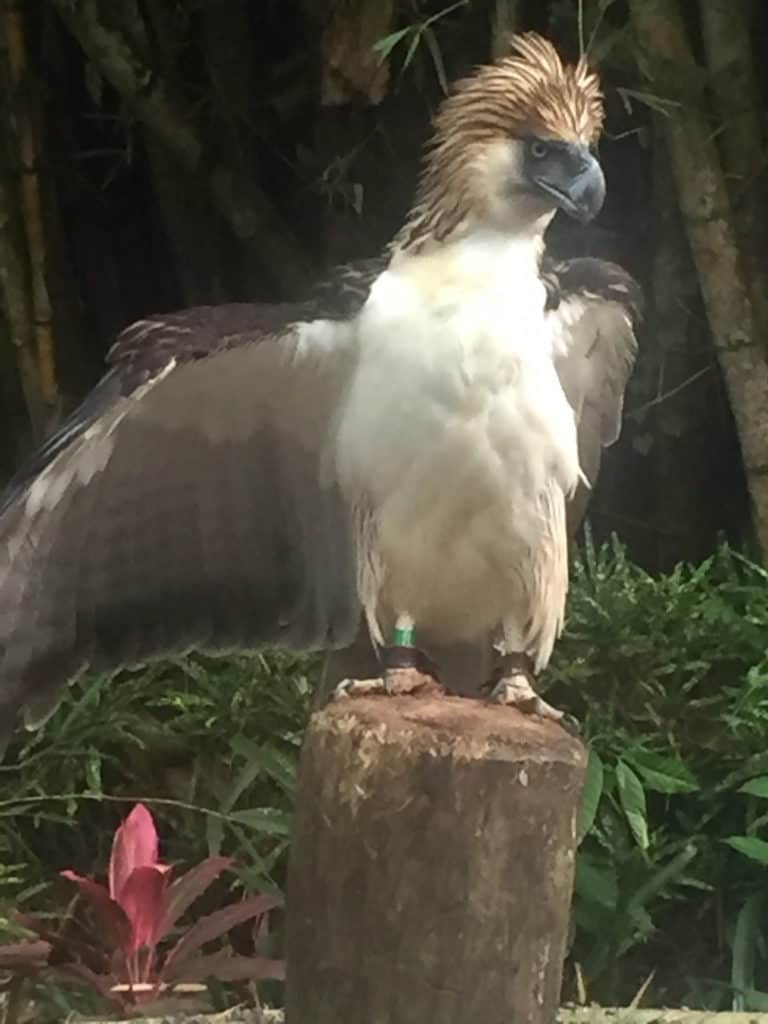 Philippine Eagle - things to see in the Philippines