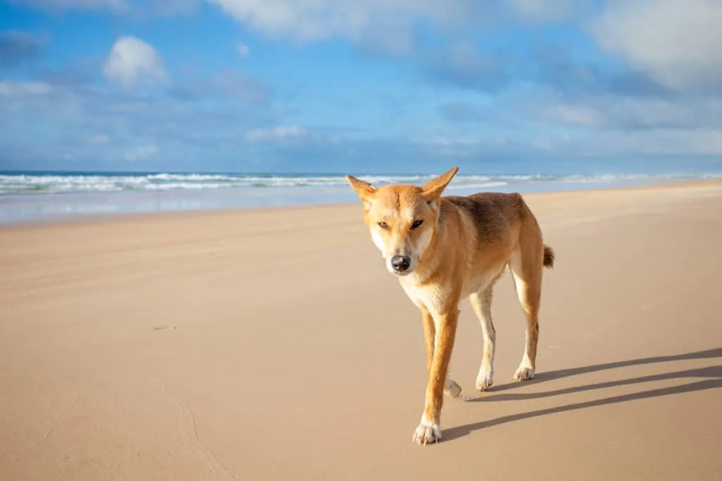 Dingo Australia