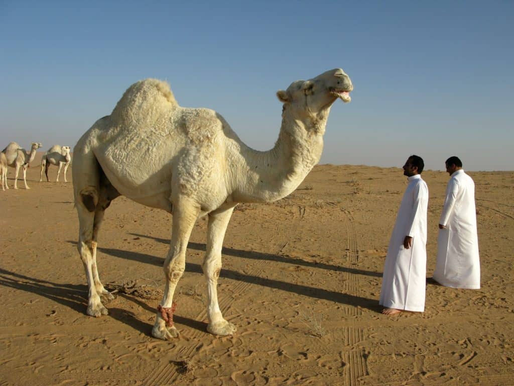 camel with two men in desert saudi arabia