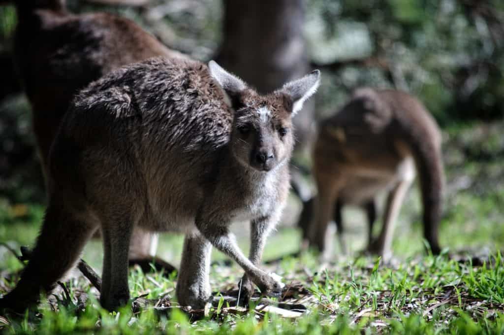 first timers guide to australia