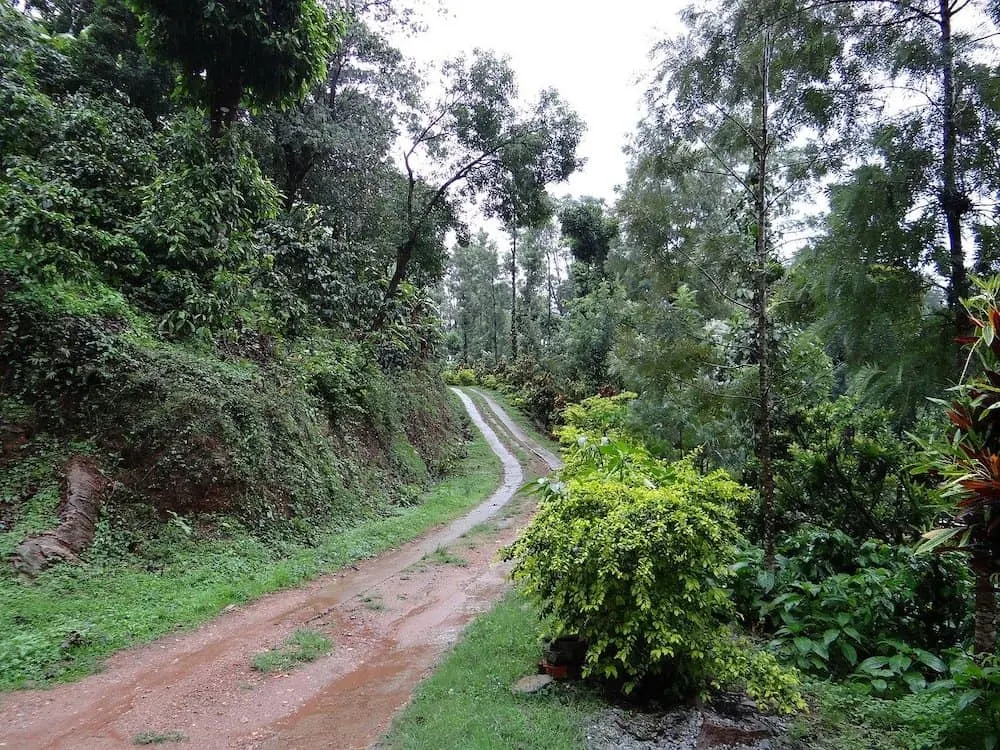 walking trail in a coffee estate in coorg madikeri