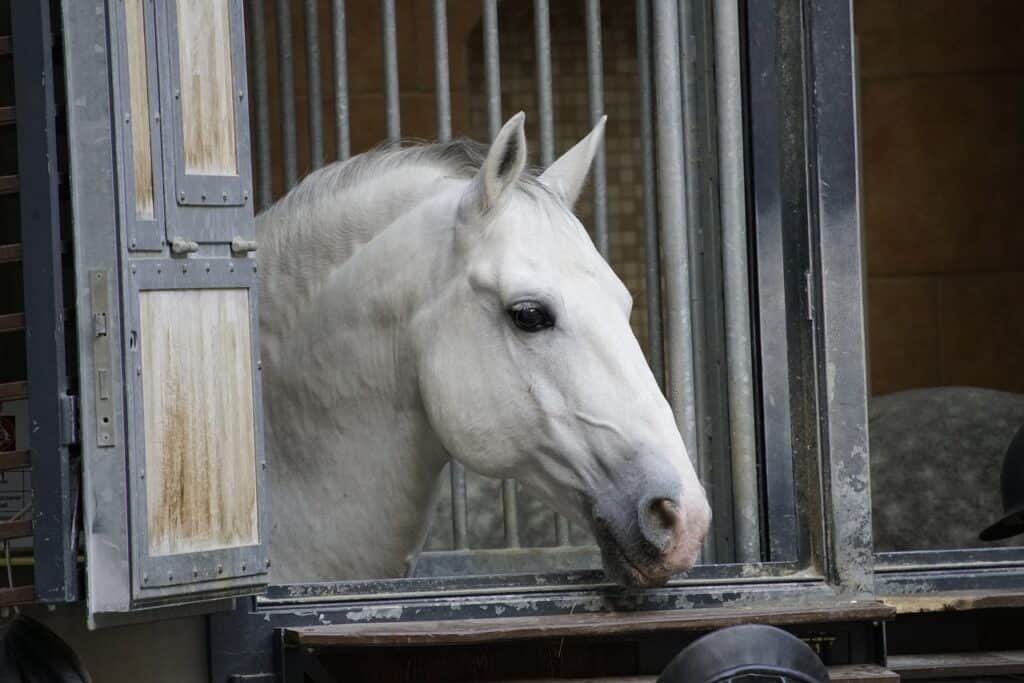 horse at spanish riding school