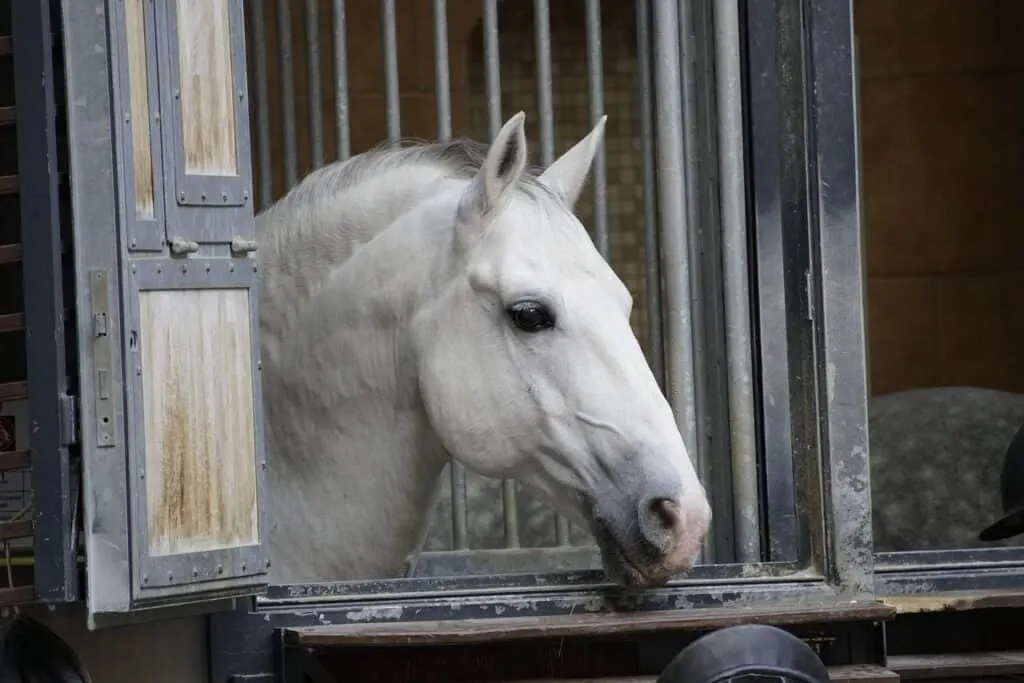 horse at spanish riding school