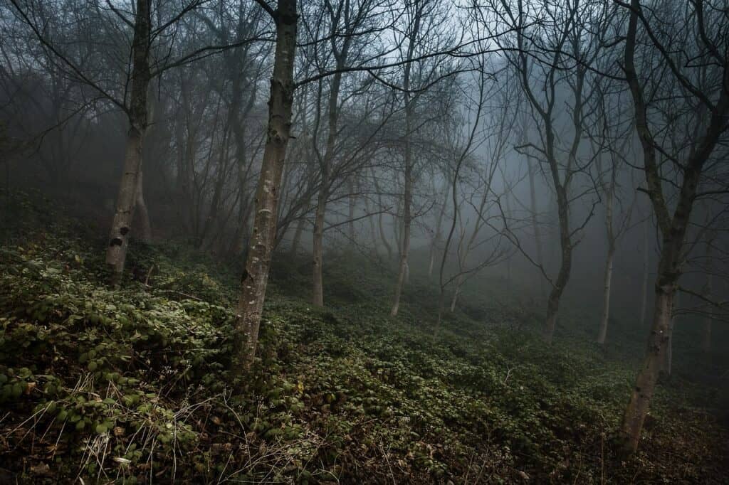 foggy black forest germany