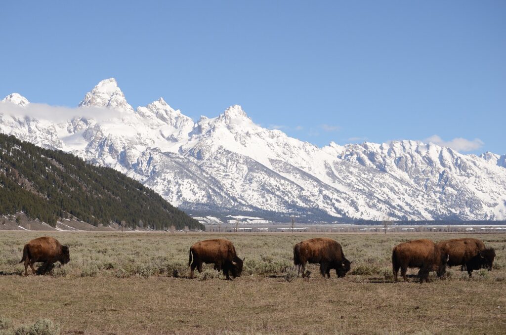 tetons with buffalo