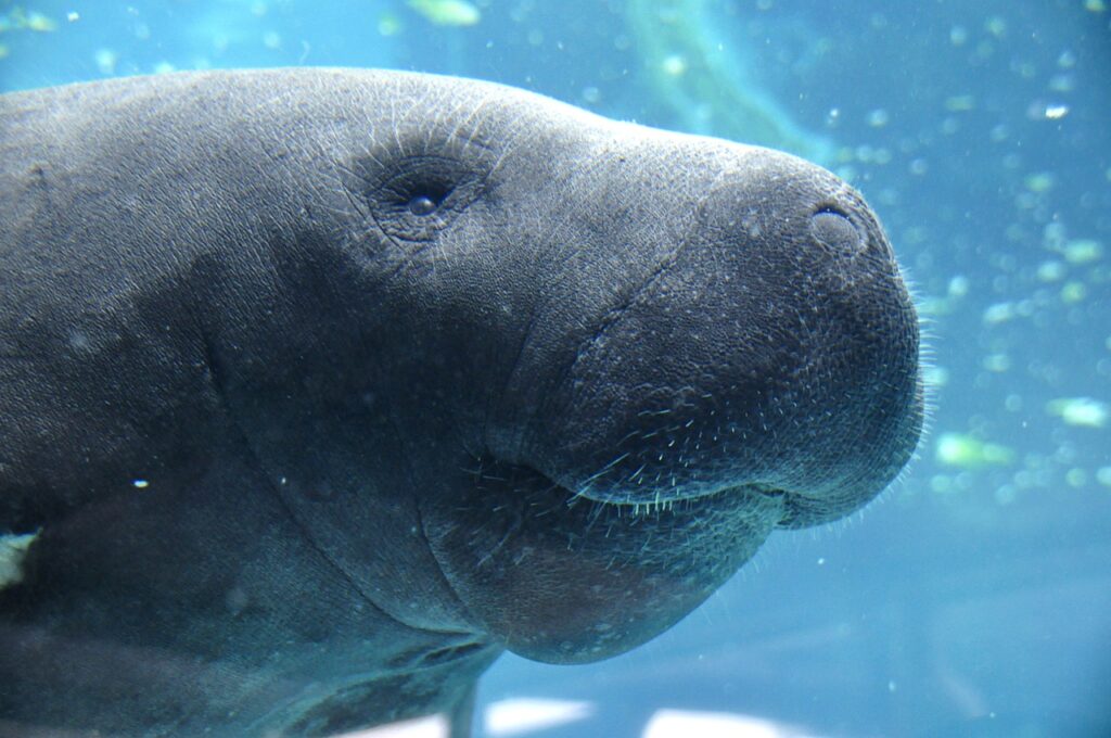 florida manatee