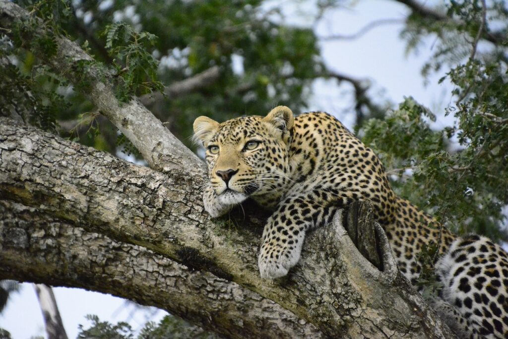 leopard in tree kenya