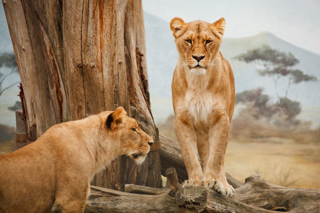 big 5 safari trip lions in the wild